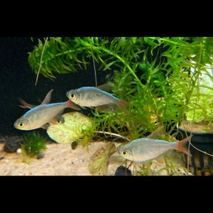 Aquariumworldonline image 2