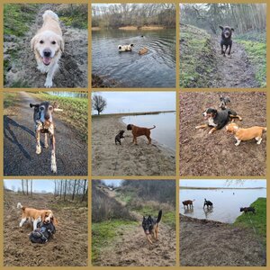 Bika Huisdierenservice image 1