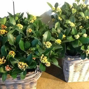 Ligthart Bloemisten image 2