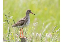 Ga met de boswachter op pad door de Hempolder bij Akersloot
