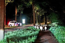Kudde schapen probeerde te ontsnappen