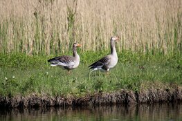 Toename uitkeringen voor faunaschade