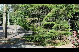 Snoeien van overhangend groen