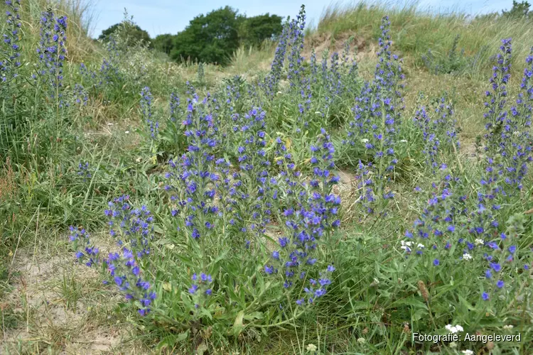 IVN-wandeling op de Westert en de Bleek Met de IVN gidsen struinen door de duinen