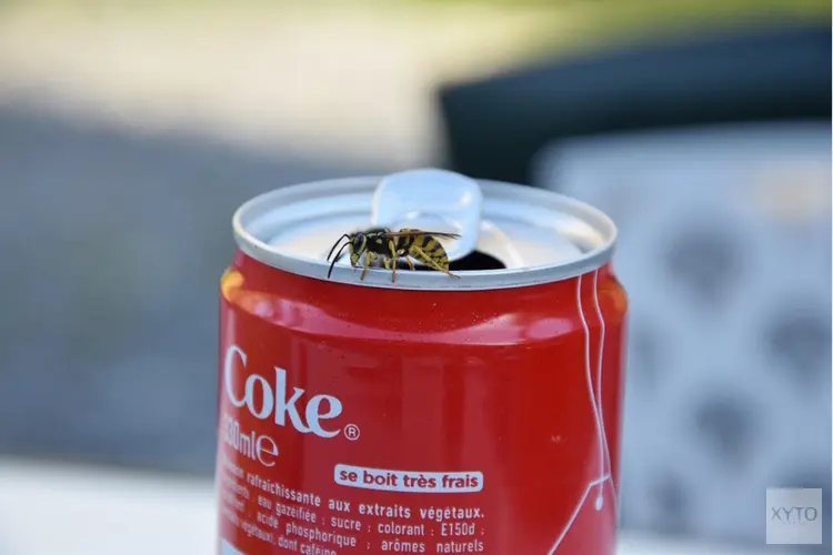 70% van de Nederlanders is bang voor wespen of bijen