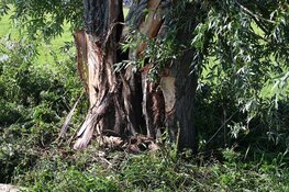 Automobilist moet uitwijken voor fietser, rijdt tegen boom en komt op de kop terecht in Heiloo