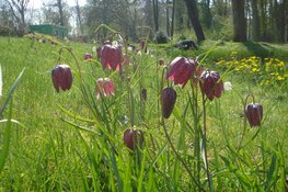 Ontdek de voorjaarsbloeiers op Landgoed Nijenburg