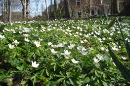 Ontdek de voorjaarsbloeiers op Landgoed Nijenburg