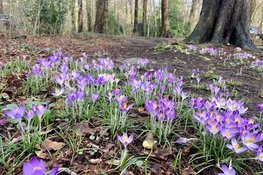 Ontdek de voorjaarsbloeiers op Landgoed Nijenburg