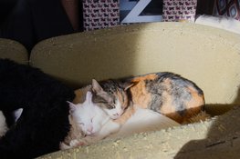 Het Digibeet & Katten Café: Een café met een missie