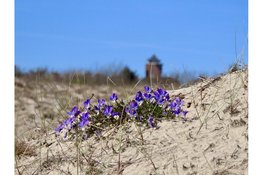 Natuur- en cultuurwandeling Bergen aan Zee