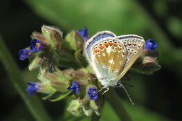 Meer ruimte voor planten, dieren en groen vrijwilligerswerk dankzij Betrekken bij Groen Fonds