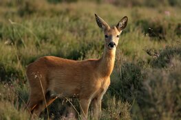 Zorgen om rust in kraamkamer natuur