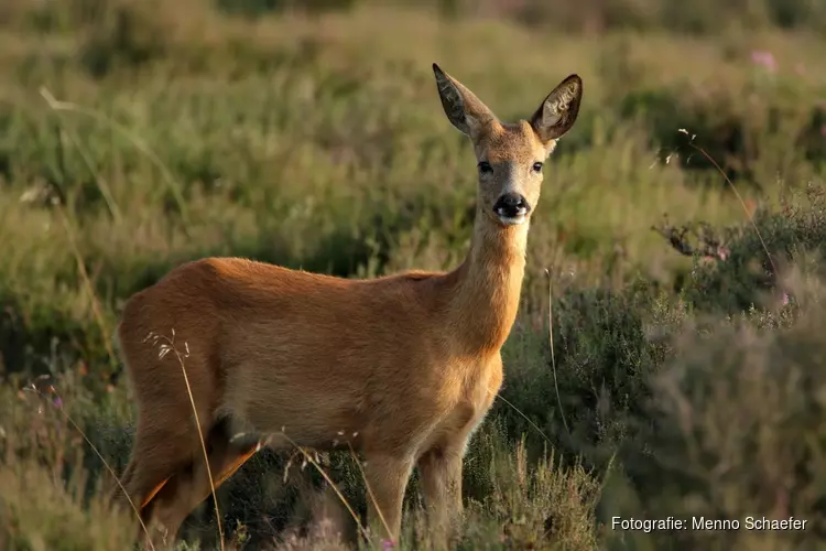 Zorgen om rust in kraamkamer natuur
