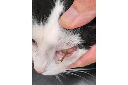 Help ons helpen! Sta op de bres voor ernstig zieke of gewonde minima huisdieren