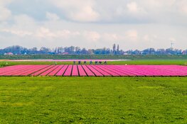Het voorjaar is in aantocht: fiets de lenteklassieker Ronde van Noord-Holland