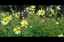 Zintuigen: voor liefhebbers van Groei & Bloei!