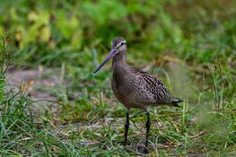 Natuurbeheerplan 2023: extra investeren in weidevogelgebieden in Noord-Holland